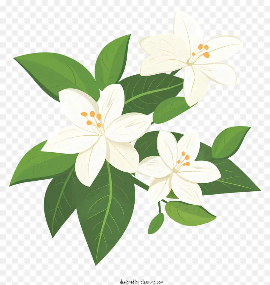 Flores De Jasmim，Flor PNG