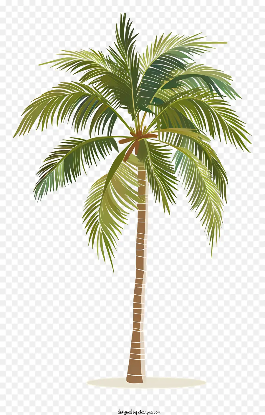 Palmeira，Realista PNG