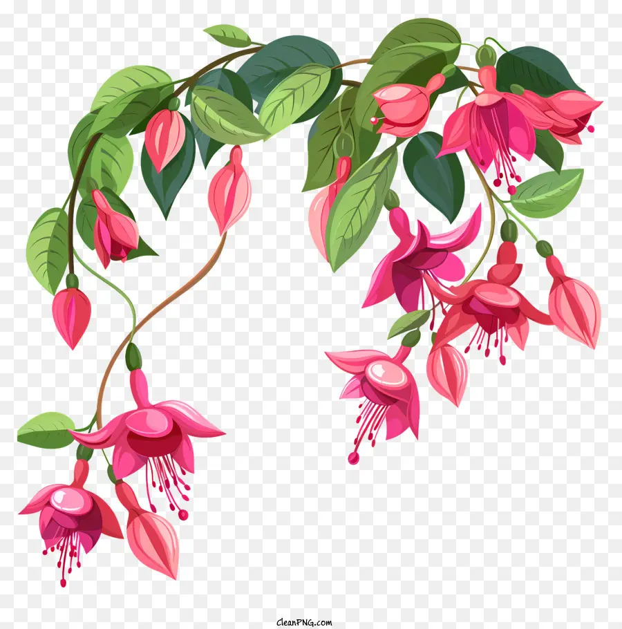 Fúcsia Flores，Flores Cor De Rosa PNG