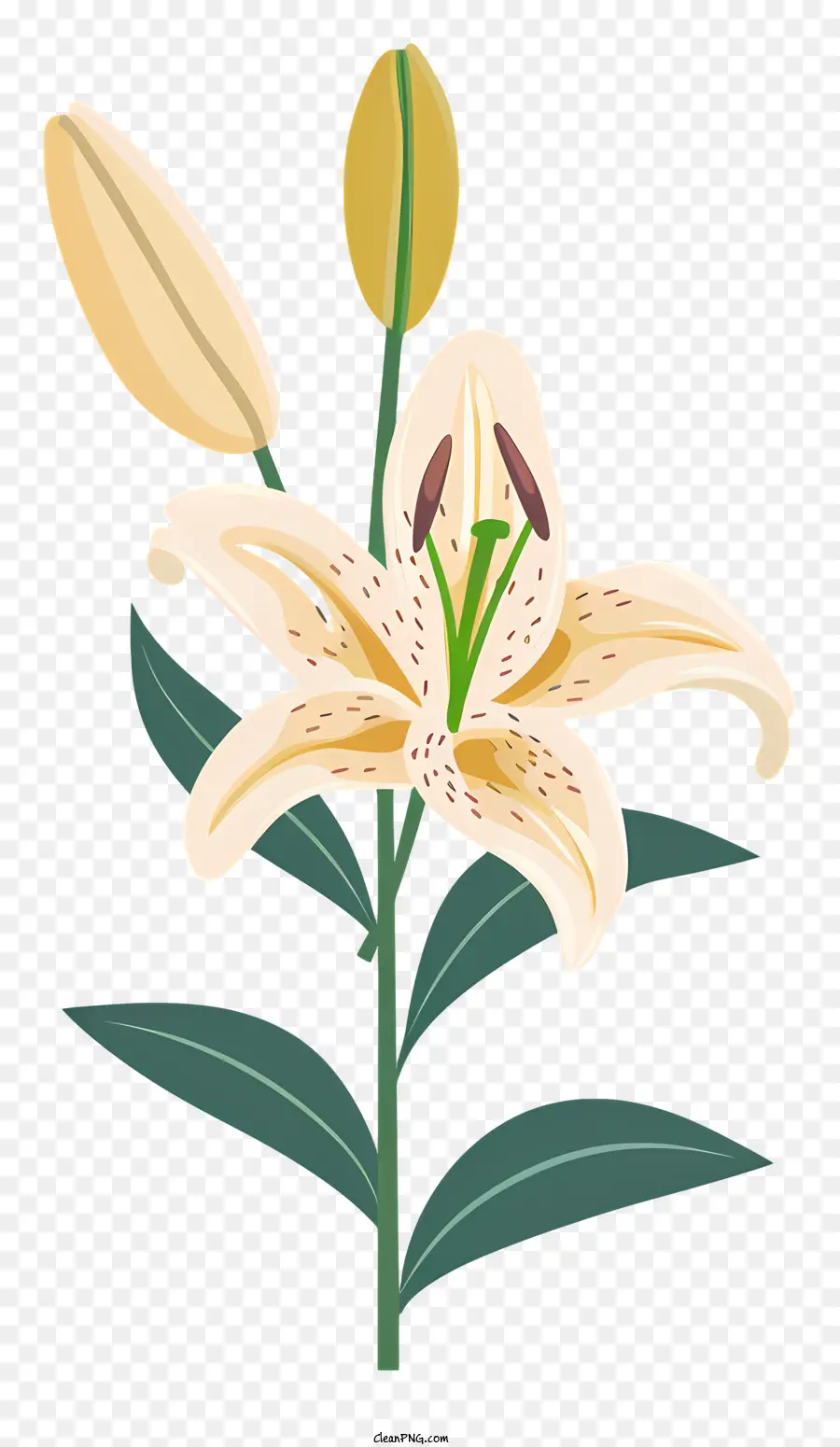 Flor De Lily Bloom，Flor Do Lírio PNG