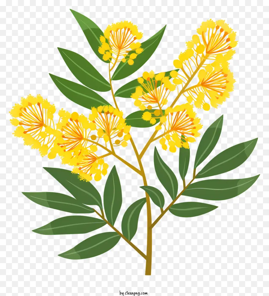 Mimosa，Flores Amarelas PNG