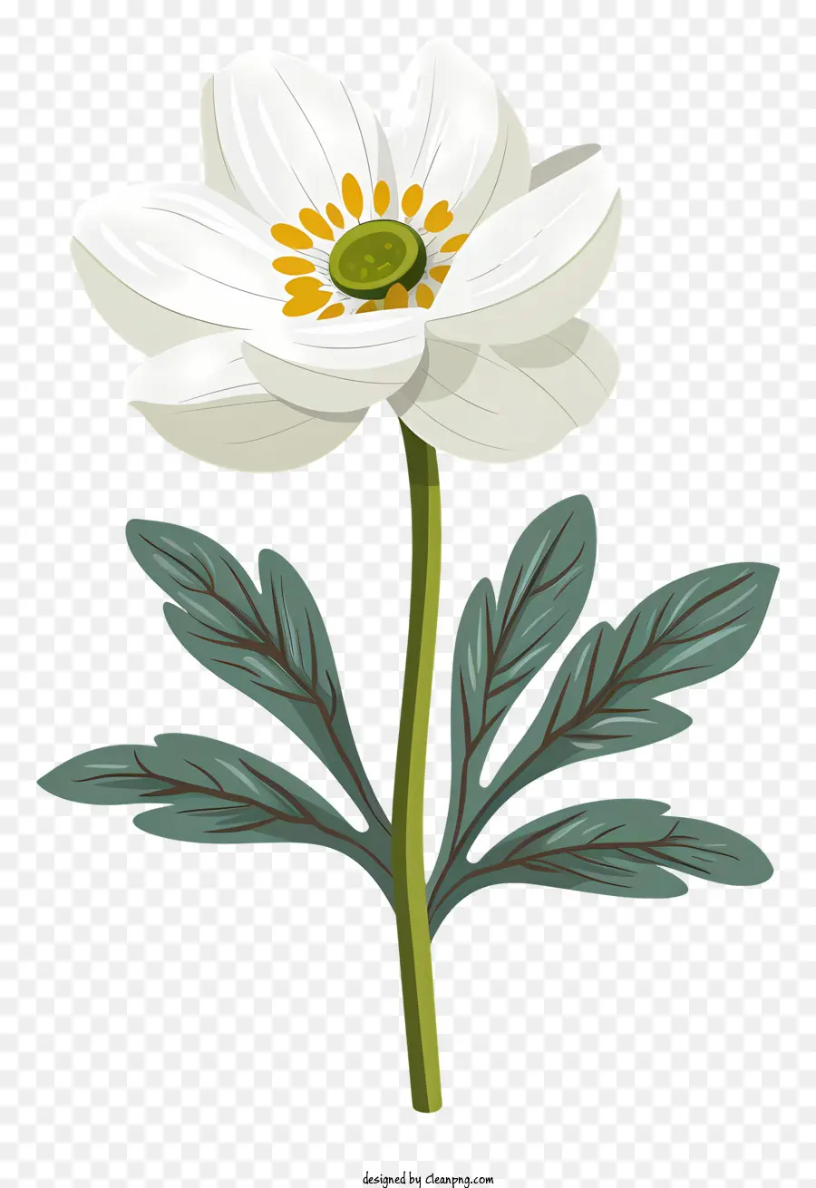 Flor De Bloom Snowdrop，Flor Branca PNG