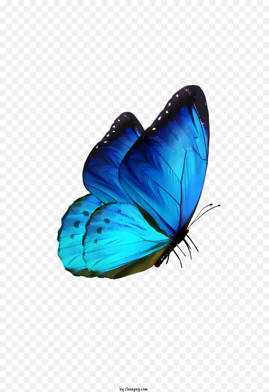 Borboleta，Borboleta Azul PNG