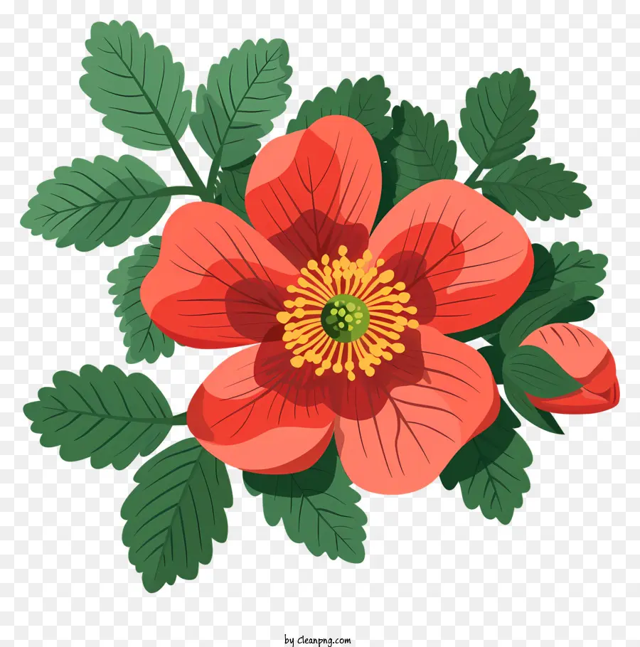 Flor De Rosa Mosqueta Desabrochando，Flor Vermelha PNG