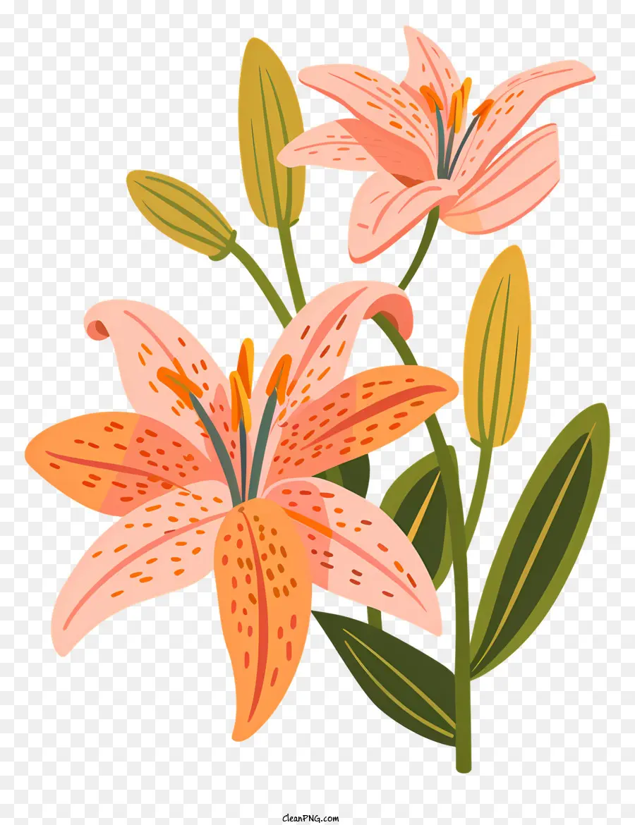 Flor De Lily Bloom，Lírios Cor De Rosa PNG