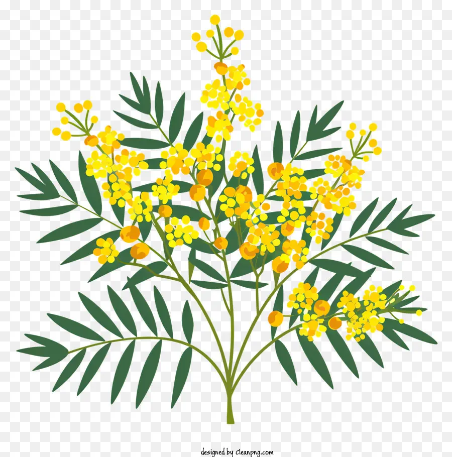 Mimosa Flor，Ouro Flores PNG