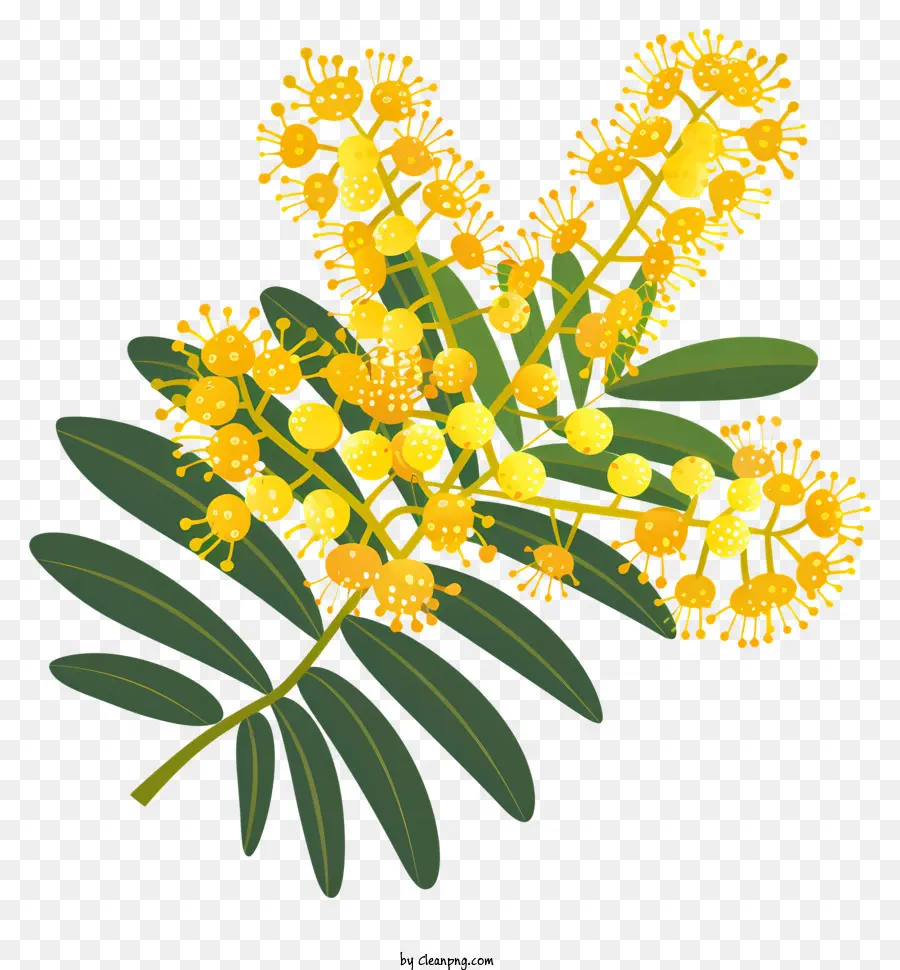 Mimosa Flor，Flores Amarelas PNG