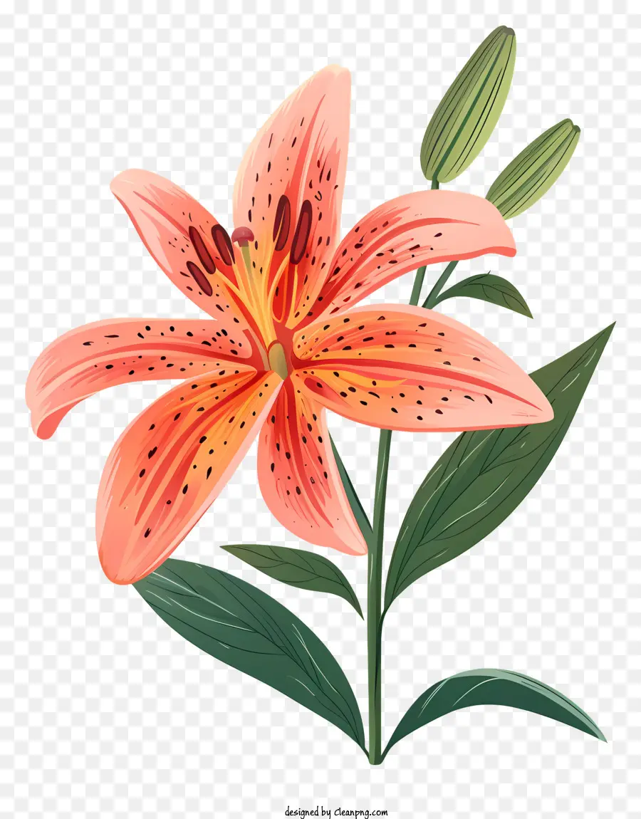 Flor De Lily Bloom，Lírio Rosa PNG