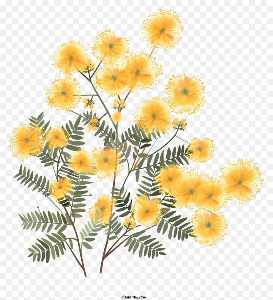 Mimosa Flor，Flores Amarelas PNG