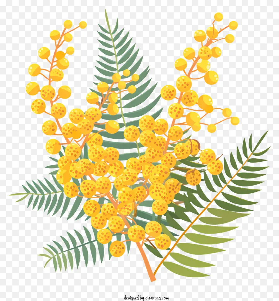 Mimosa Flor，Flor Banksia PNG