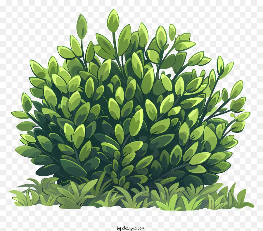 Arbusto，Arbusto Verde PNG
