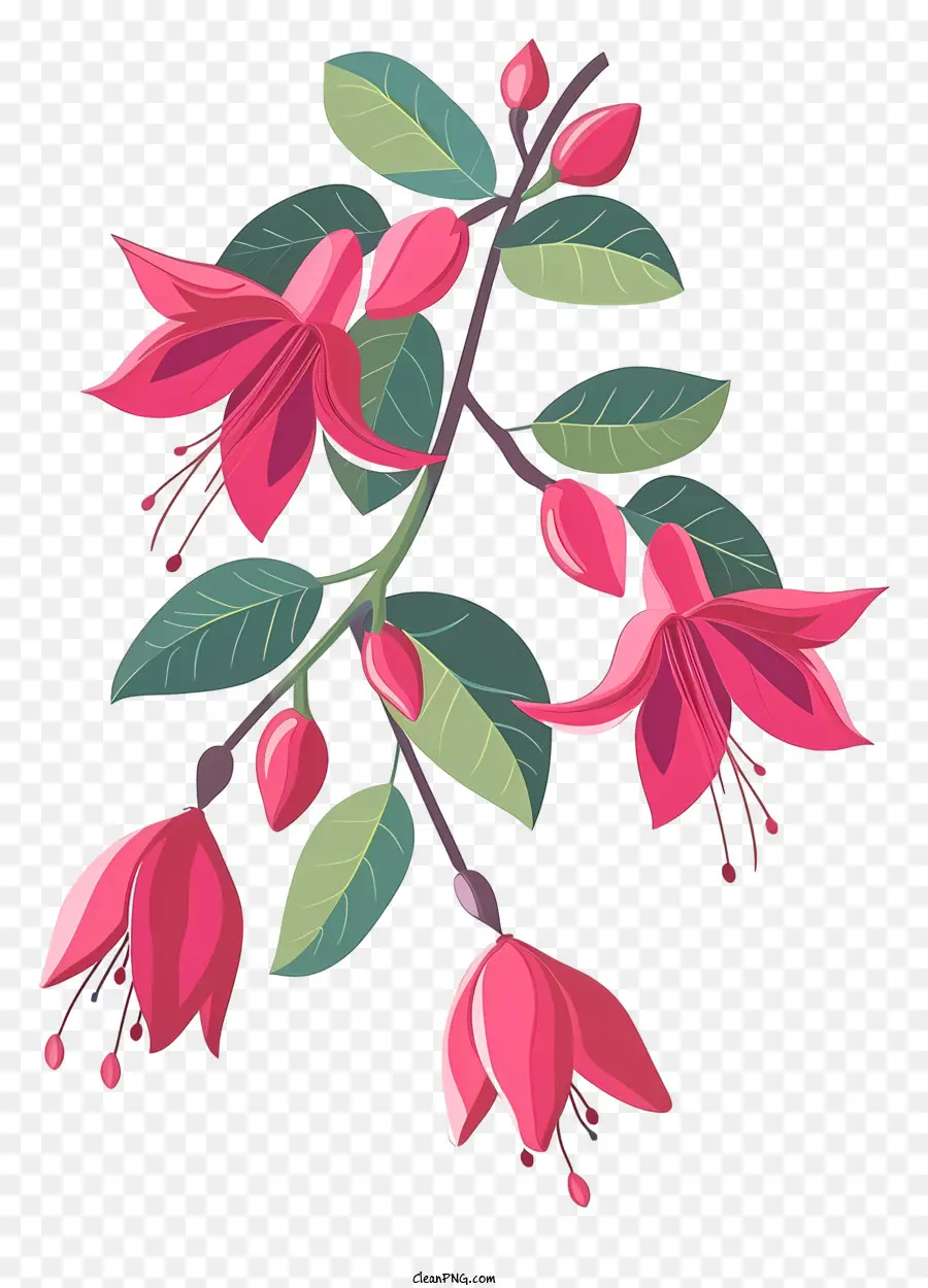 Fuchsia Flowers Branch，Flor Rosa PNG
