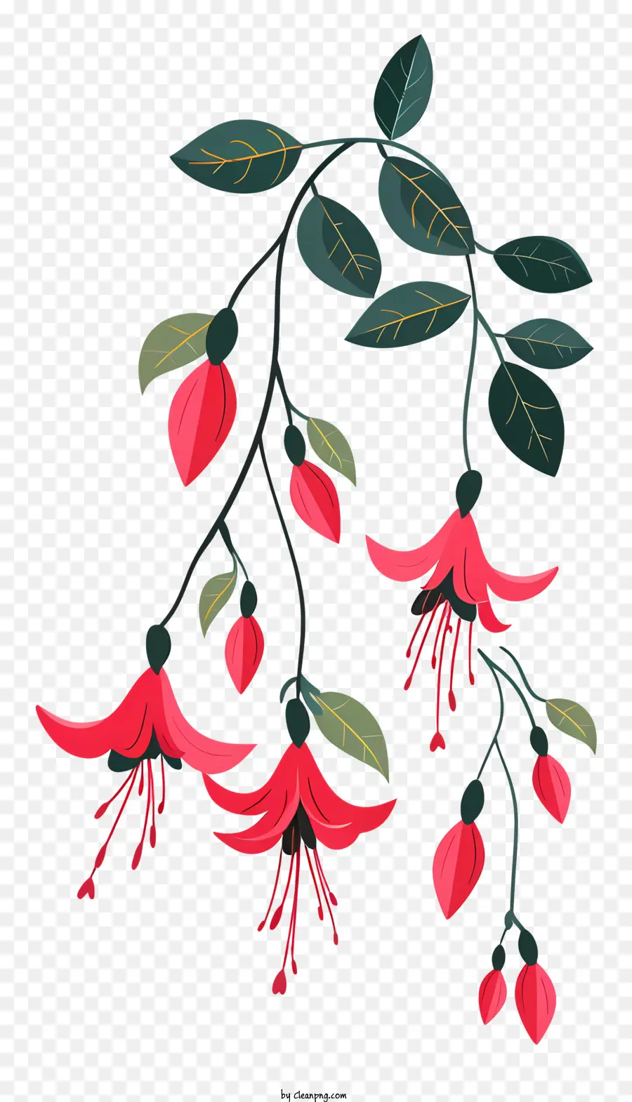 Fuchsia Flowers Branch，Ramo PNG