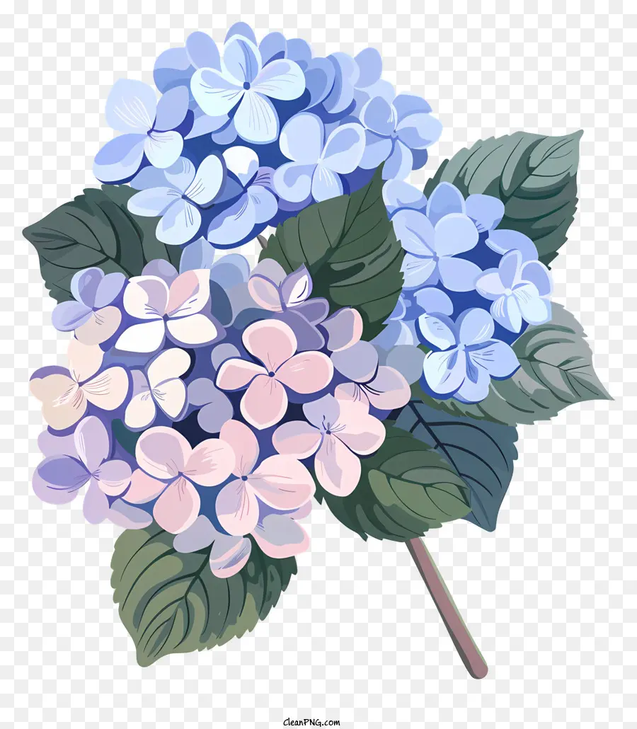 Hortênsias，Flores De Hidrante Azul PNG