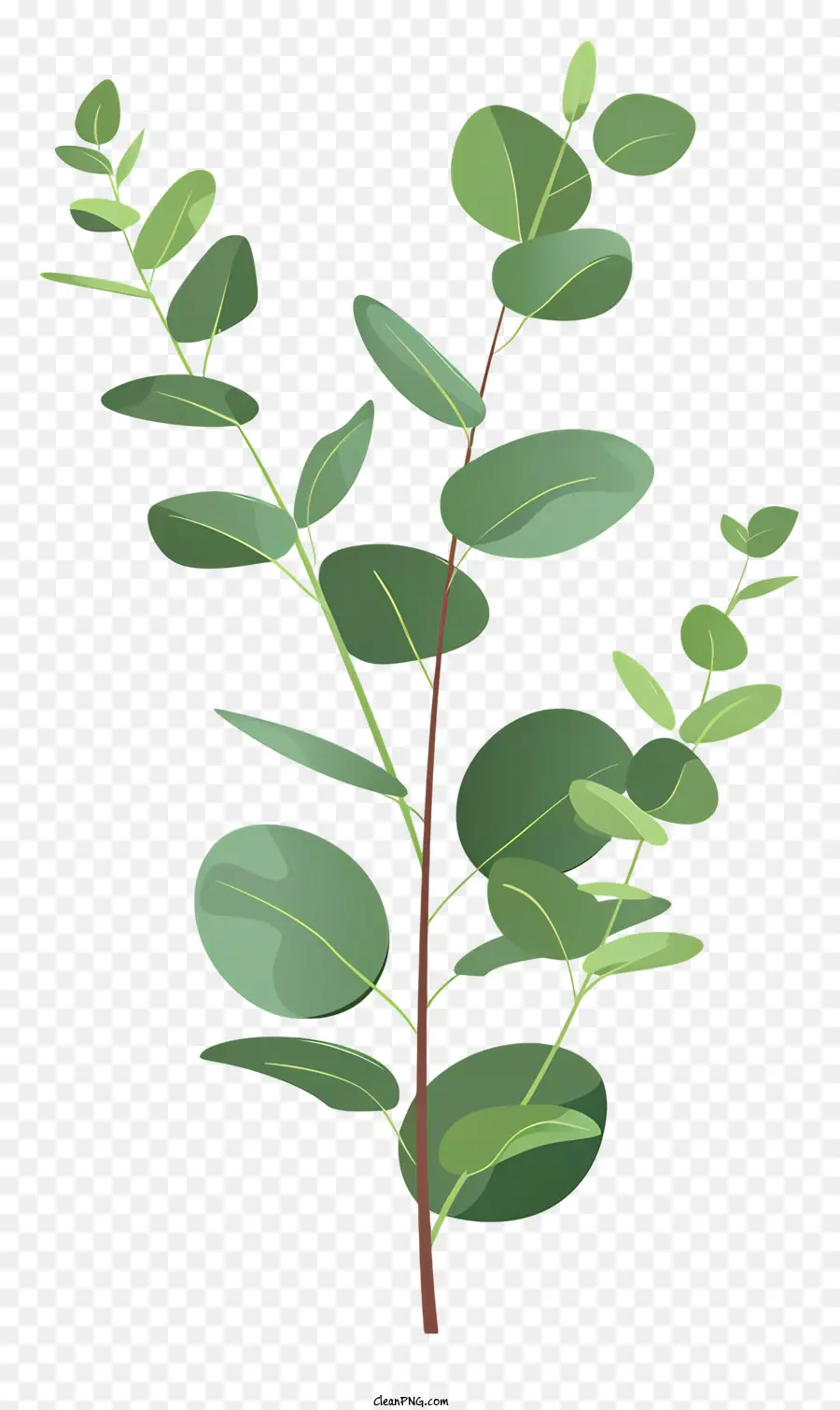 Eucalyptus Galho，Folhas Verdes PNG