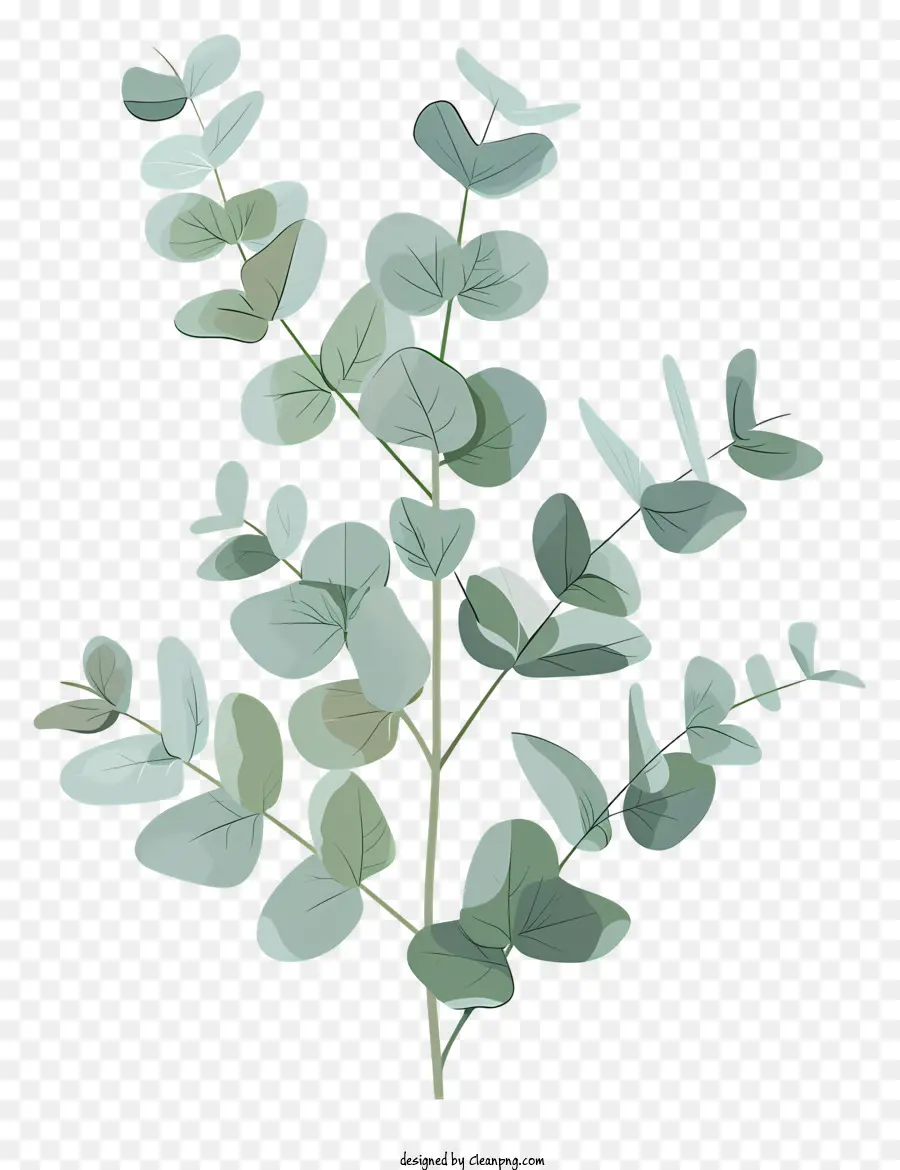 Eucalyptus Galho，Galho Frondoso PNG