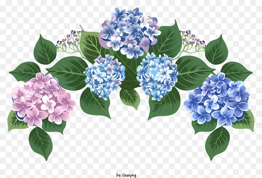 Hortênsias，Hortênsia Flores PNG