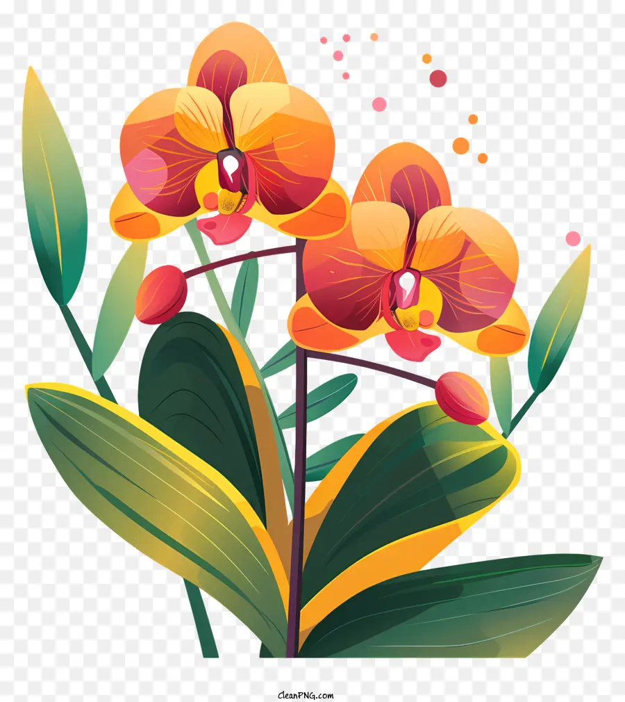 Dia Da Orquídea，Laranja Orquídea PNG