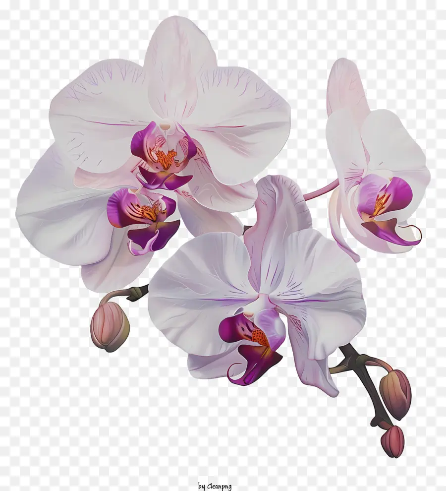 Dia Da Orquídea，Orquídeas Brancas PNG