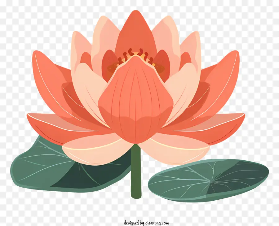 Flor De Lótus，Flor De LÓtus PNG