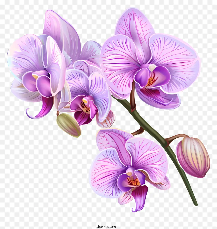 Dia Da Orquídea，Orquídea Flores PNG