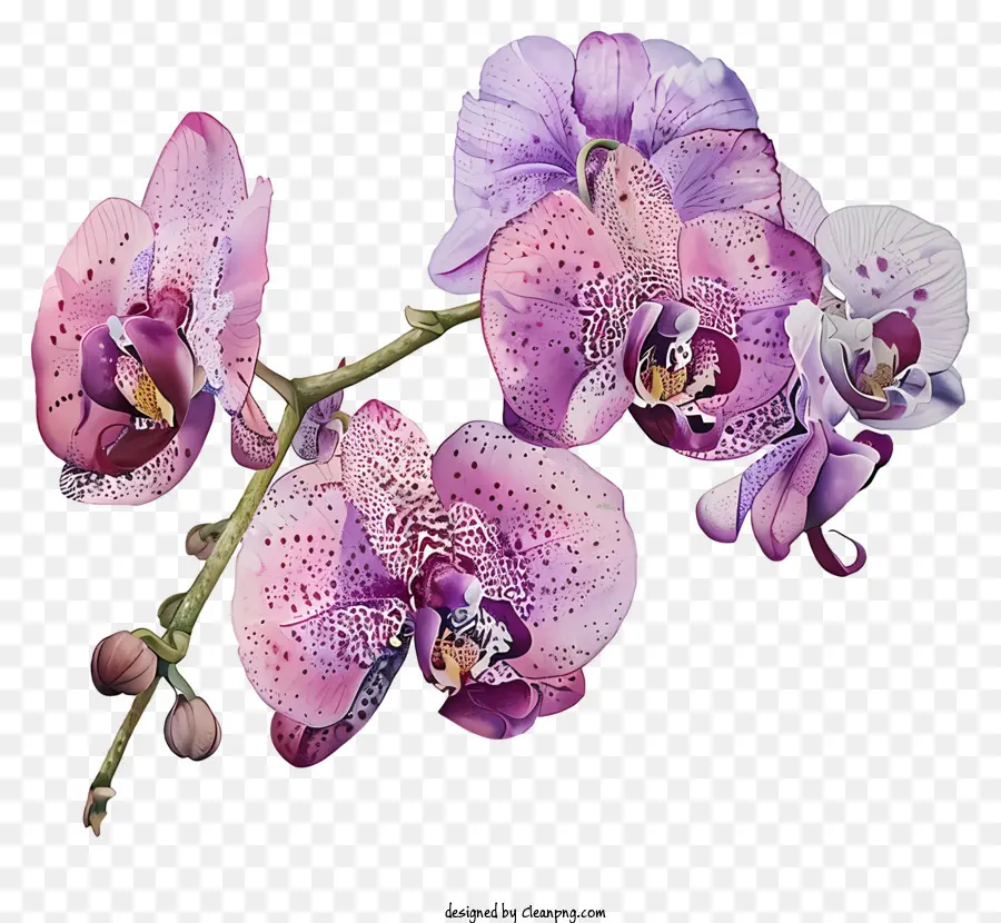 Dia Da Orquídea，Orquídeas PNG