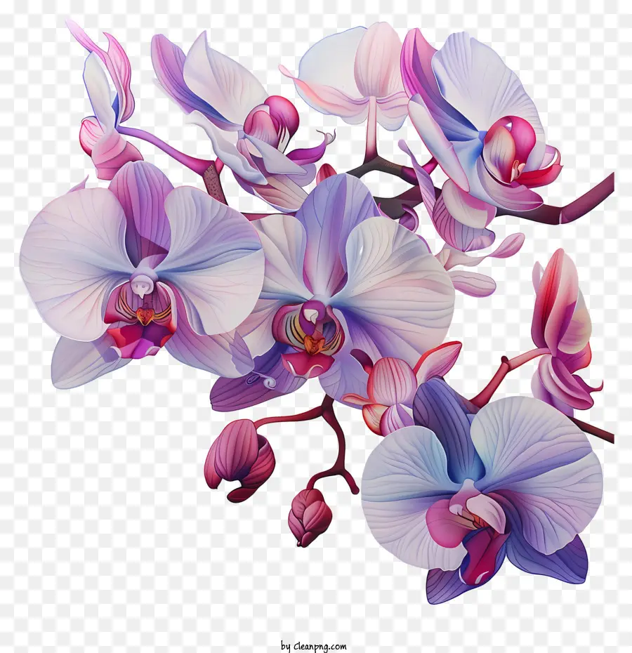 Dia Da Orquídea，Orquídeas PNG