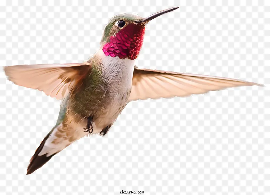 Pássaros，Colibri PNG