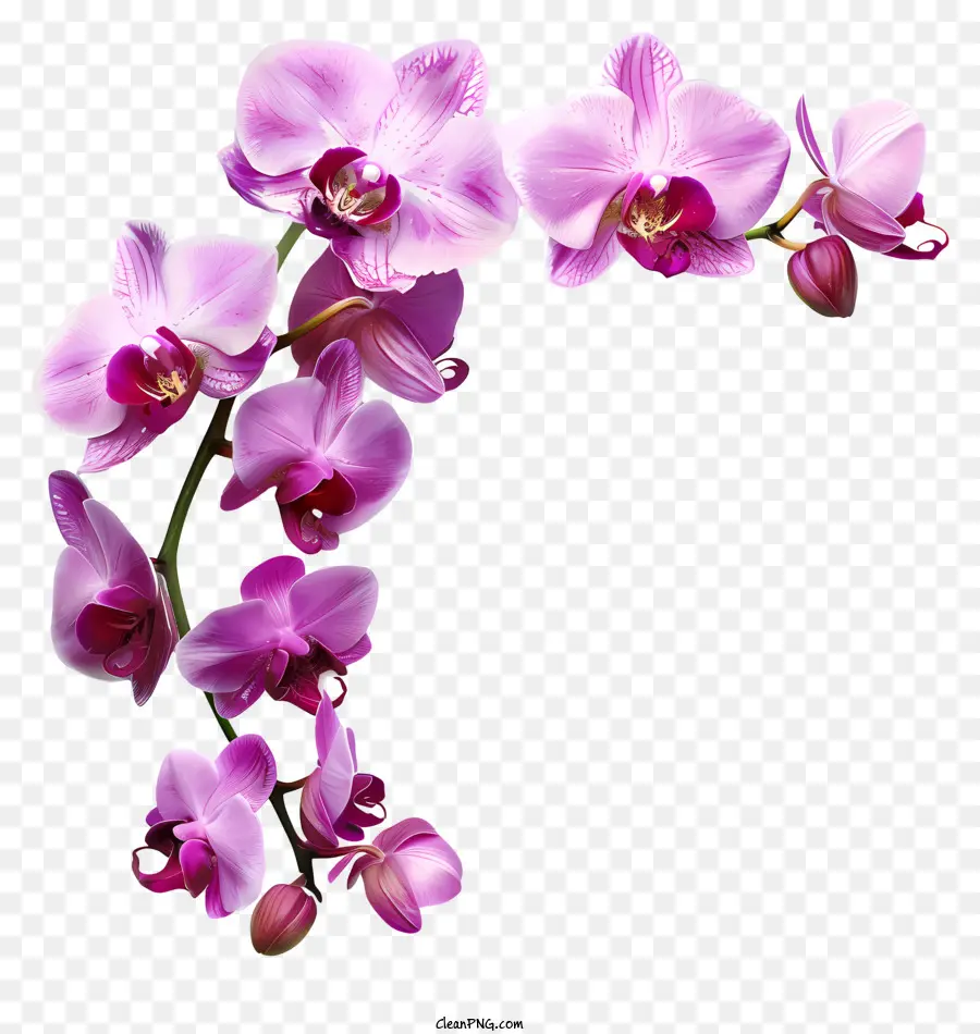 Dia Da Orquídea，Cor De Rosa Orquídea PNG