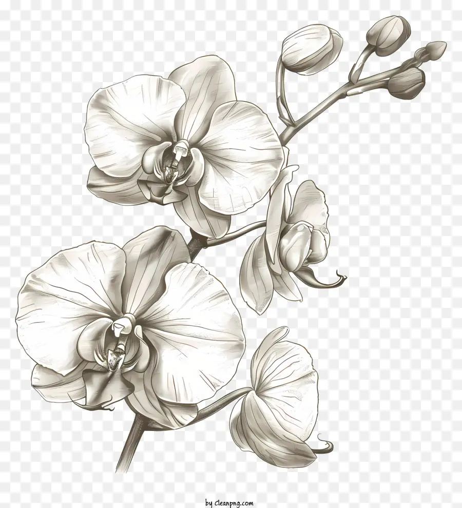 Dia Da Orquídea，White Orchid PNG