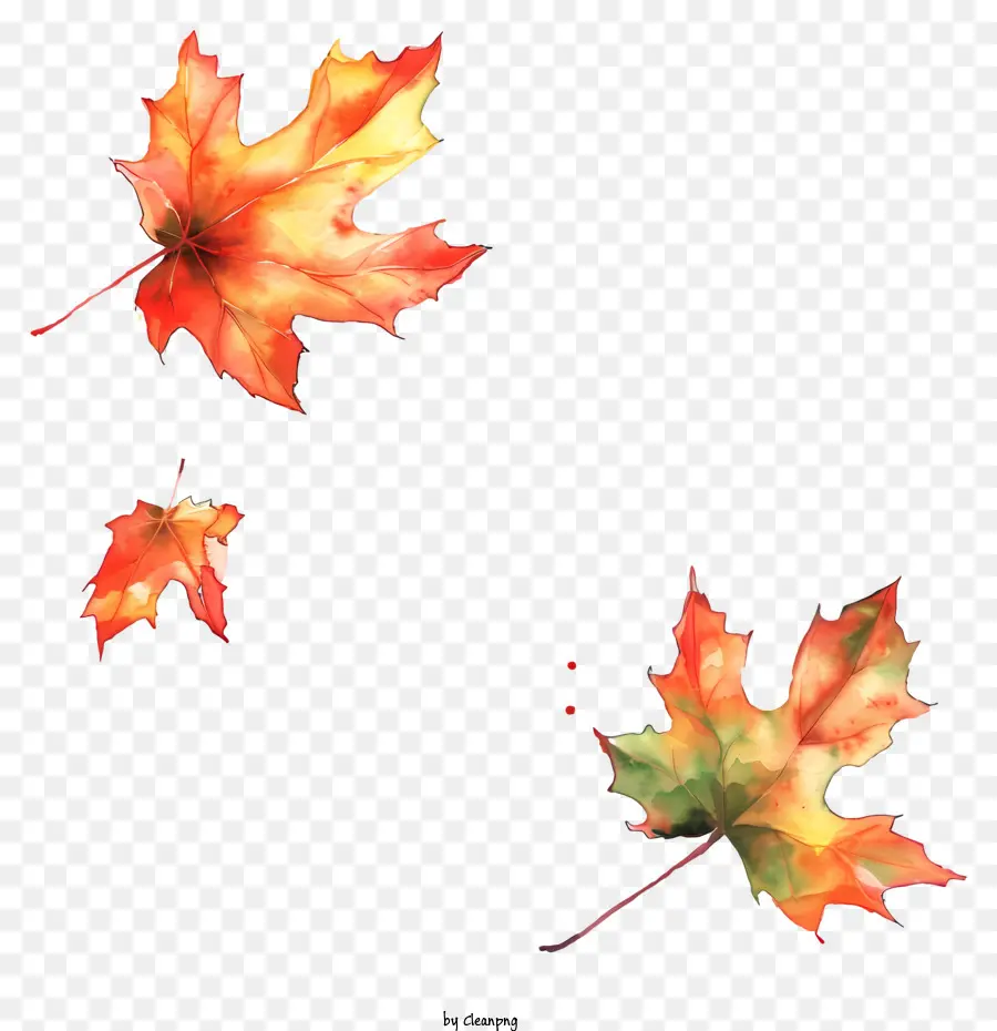 Autumn Leaves，Folhagem De Outono PNG