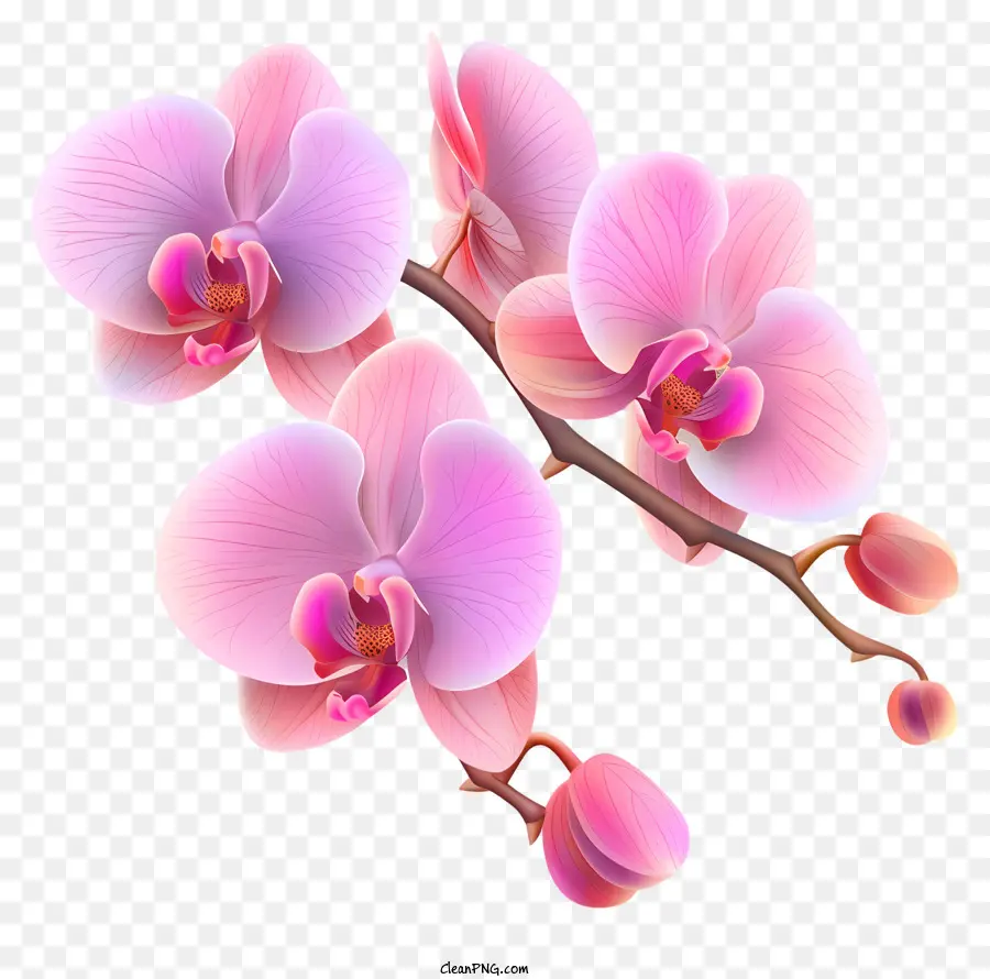 Dia Da Orquídea，Cor De Rosa Orquídea PNG