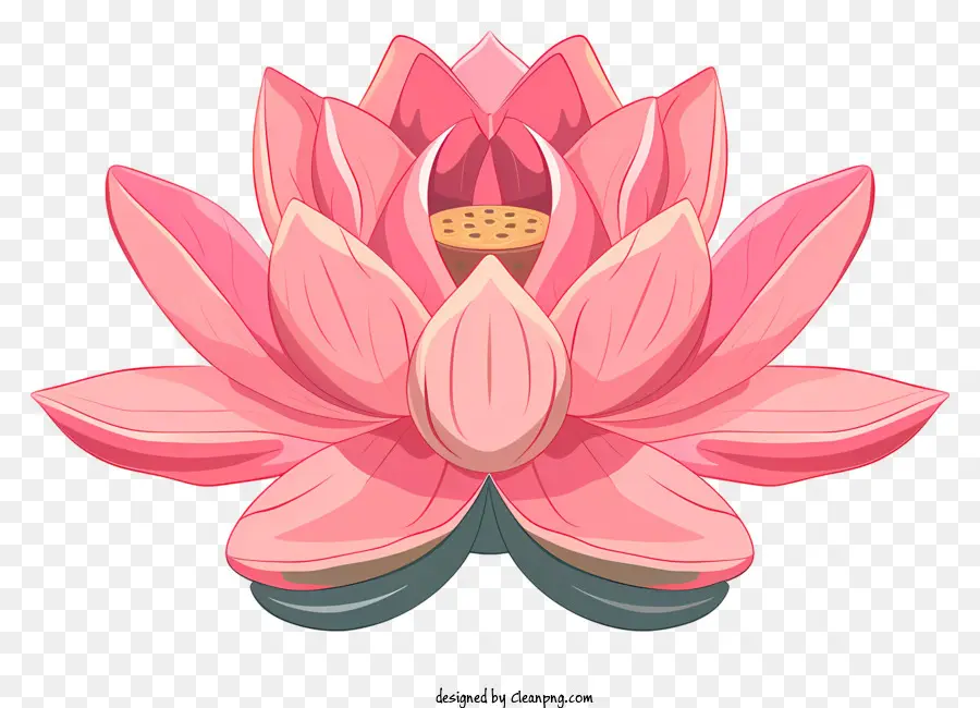 Flor De Lótus，Flor De Lótus Rosa PNG