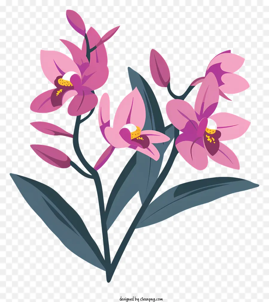Dia Da Orquídea，Flores Cor De Rosa PNG
