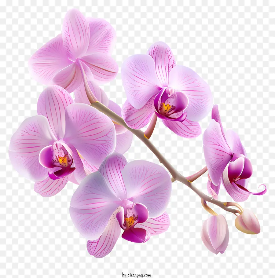 Dia Da Orquídea，Orquídeas Rosa PNG