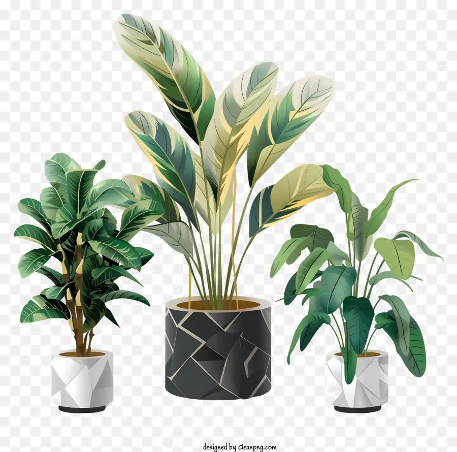 Plantas Interiores，Fern PNG