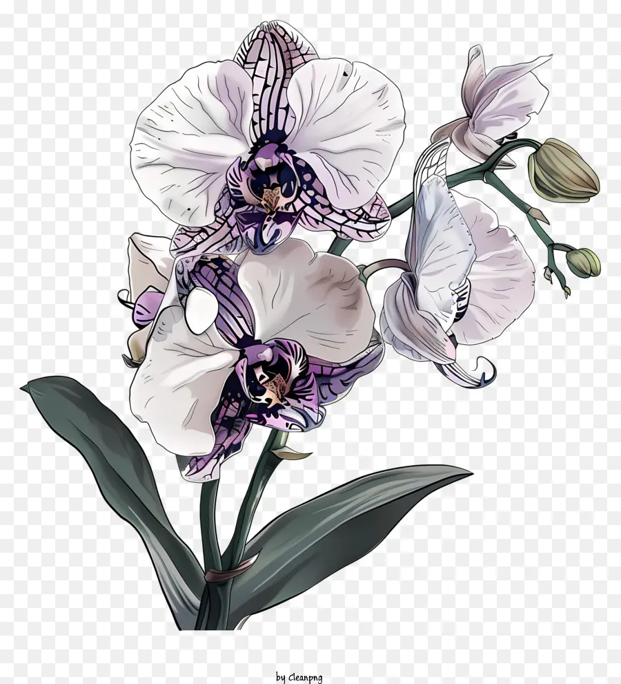 Dia Da Orquídea，Orquídea PNG