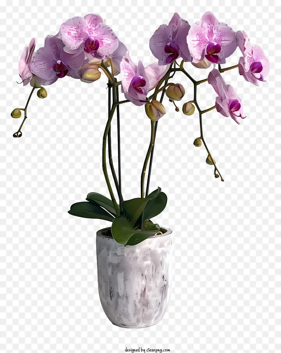 Dia Da Orquídea，Vaso Branco PNG