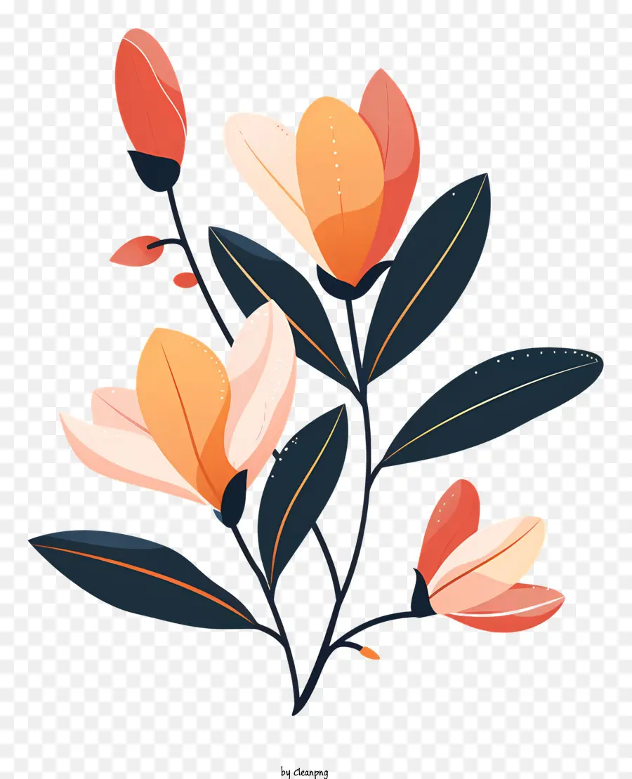 Magnolia Flores，Flor PNG