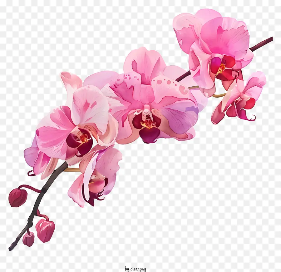 Dia Da Orquídea，Orquídeas Rosa PNG