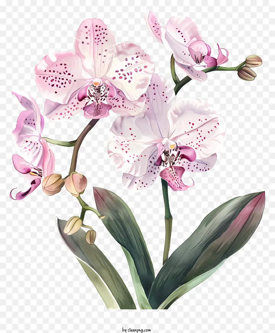 Dia Da Orquídea，Pintura Em Aquarela PNG