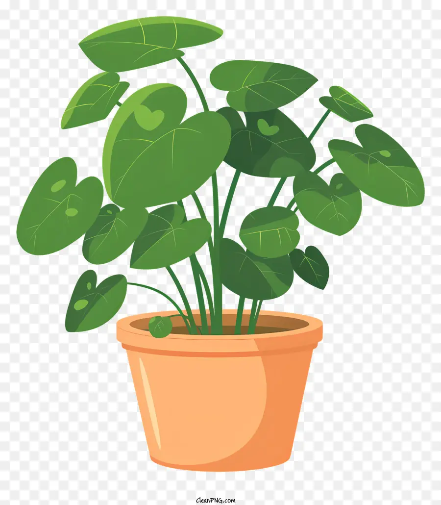 Dinheiro Planta，Plantas De Interior PNG