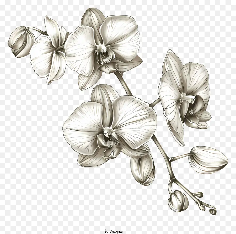 Dia Da Orquídea，Planta Em Vasos De Orquídeas PNG