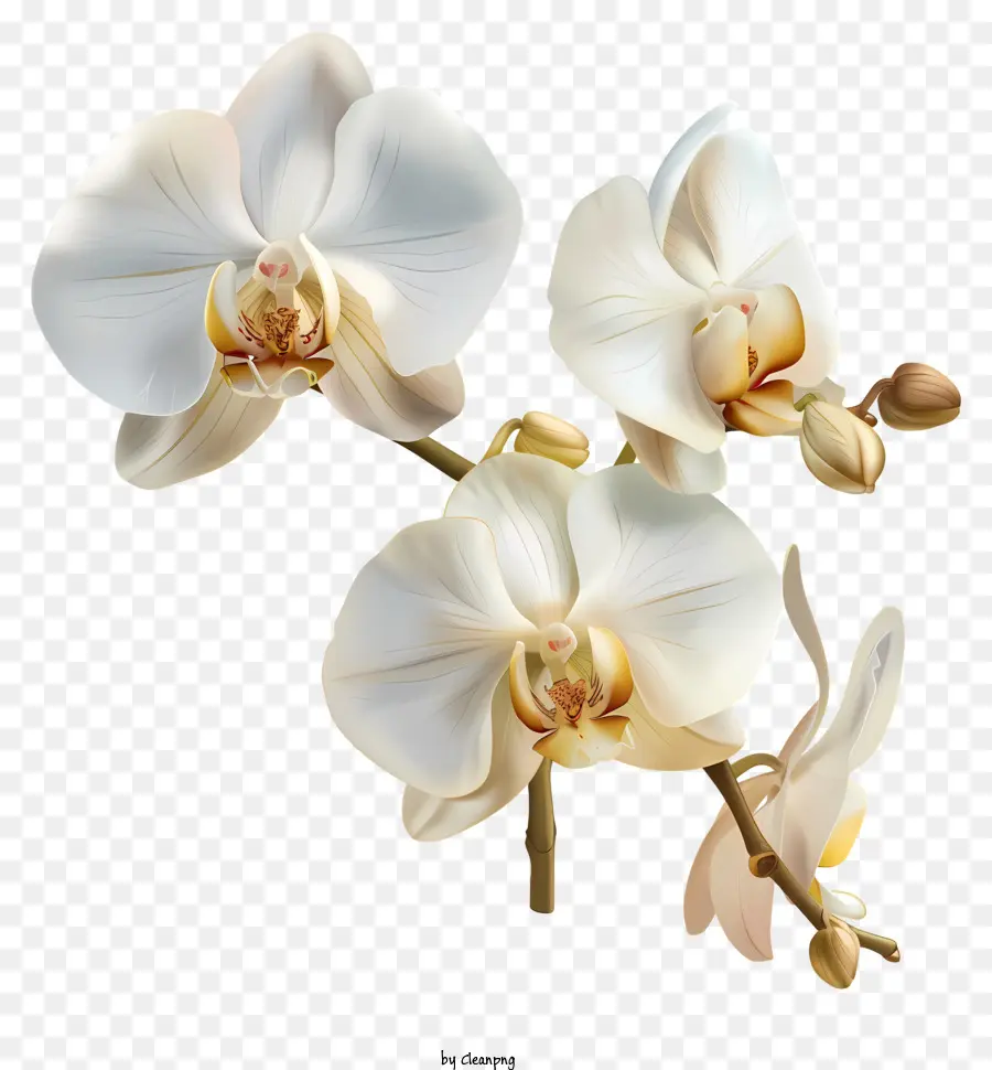 Dia Da Orquídea，Orquídeas Brancas PNG