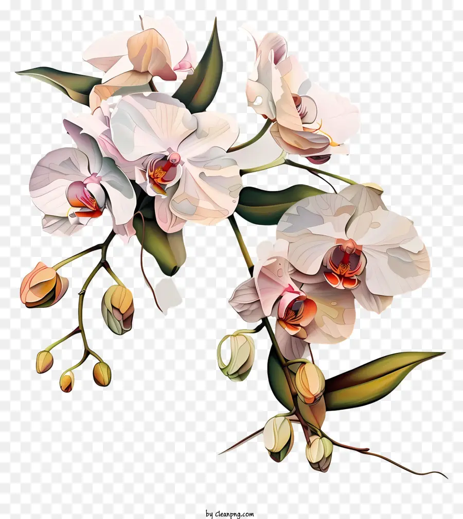 Dia Da Orquídea，Orquídeas Brancas PNG