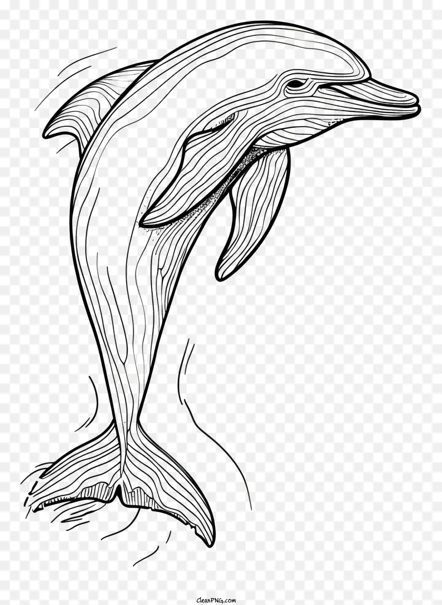 Dia Dos Golfinhos，Dolphin Desenho PNG