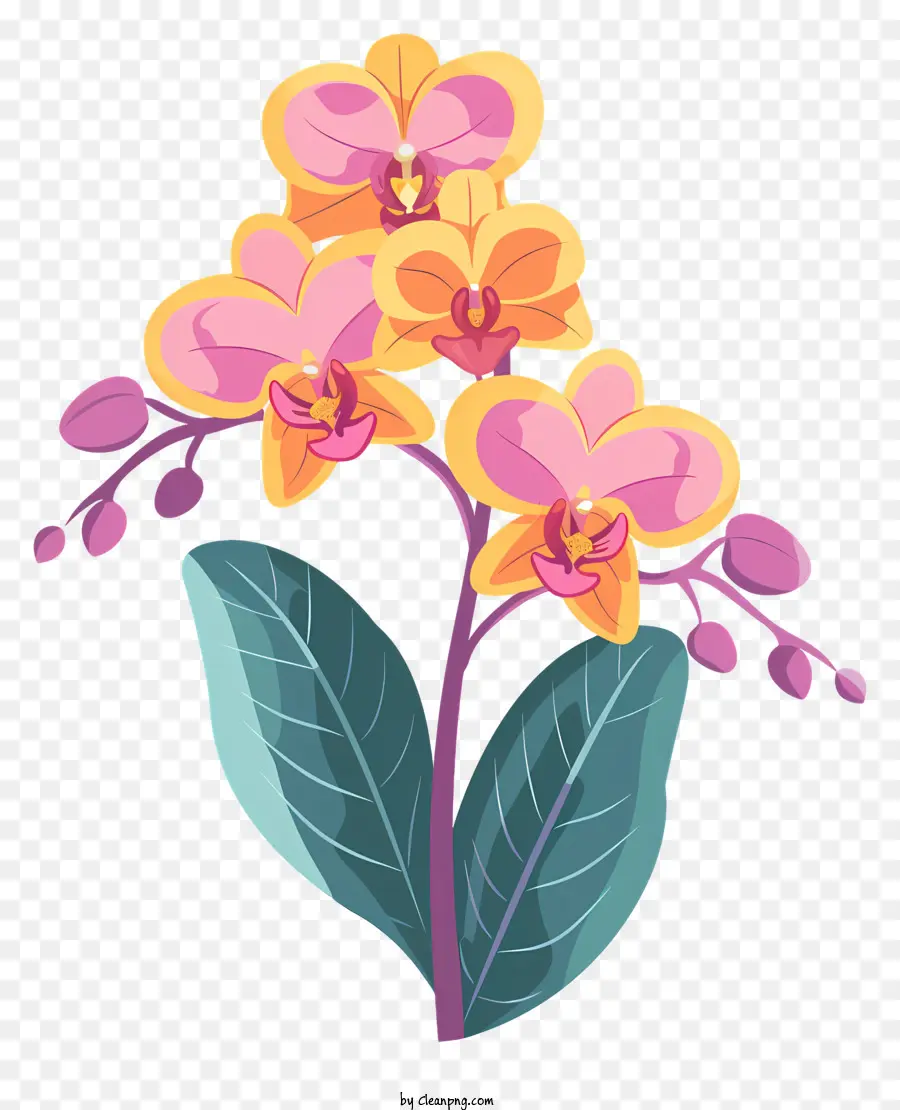 Dia Da Orquídea，Flor PNG