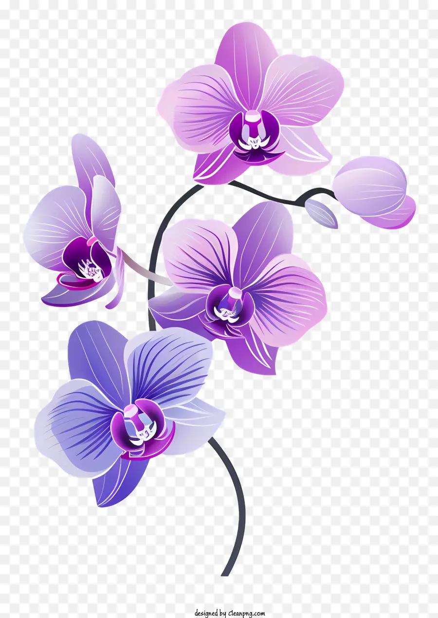 Dia Da Orquídea，Roxo Orquídeas PNG