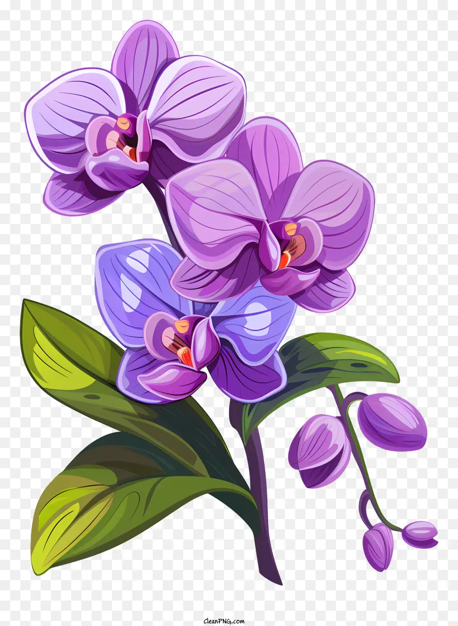 Dia Da Orquídea，Roxo Orquídeas PNG