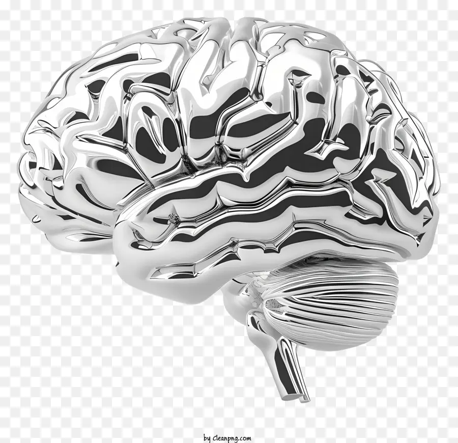 Cérebro Prateado，O Cérebro Humano Modelo PNG